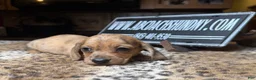 Miniature Dachshund dogs for sale: Smooth red brindle - Ad 5