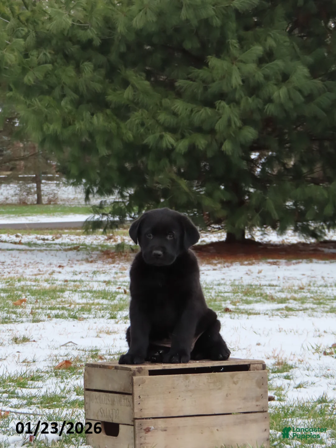 Mixed Breed dogs for sale: Oscar - Ad 2