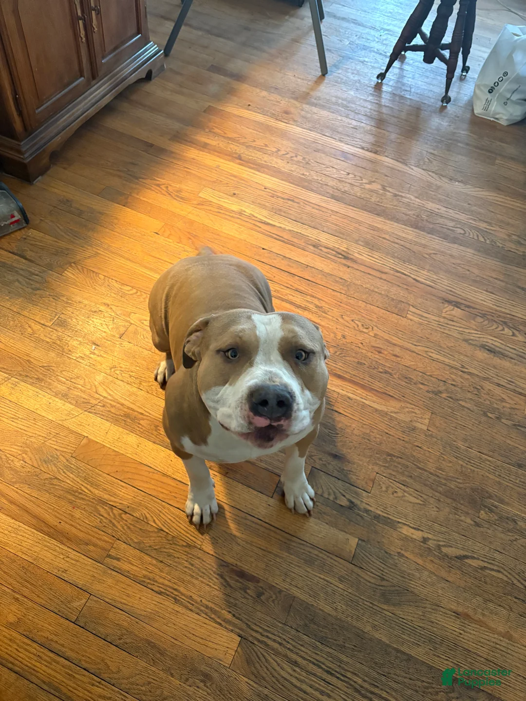 American Bully dogs for sale: Ace - Ad 5