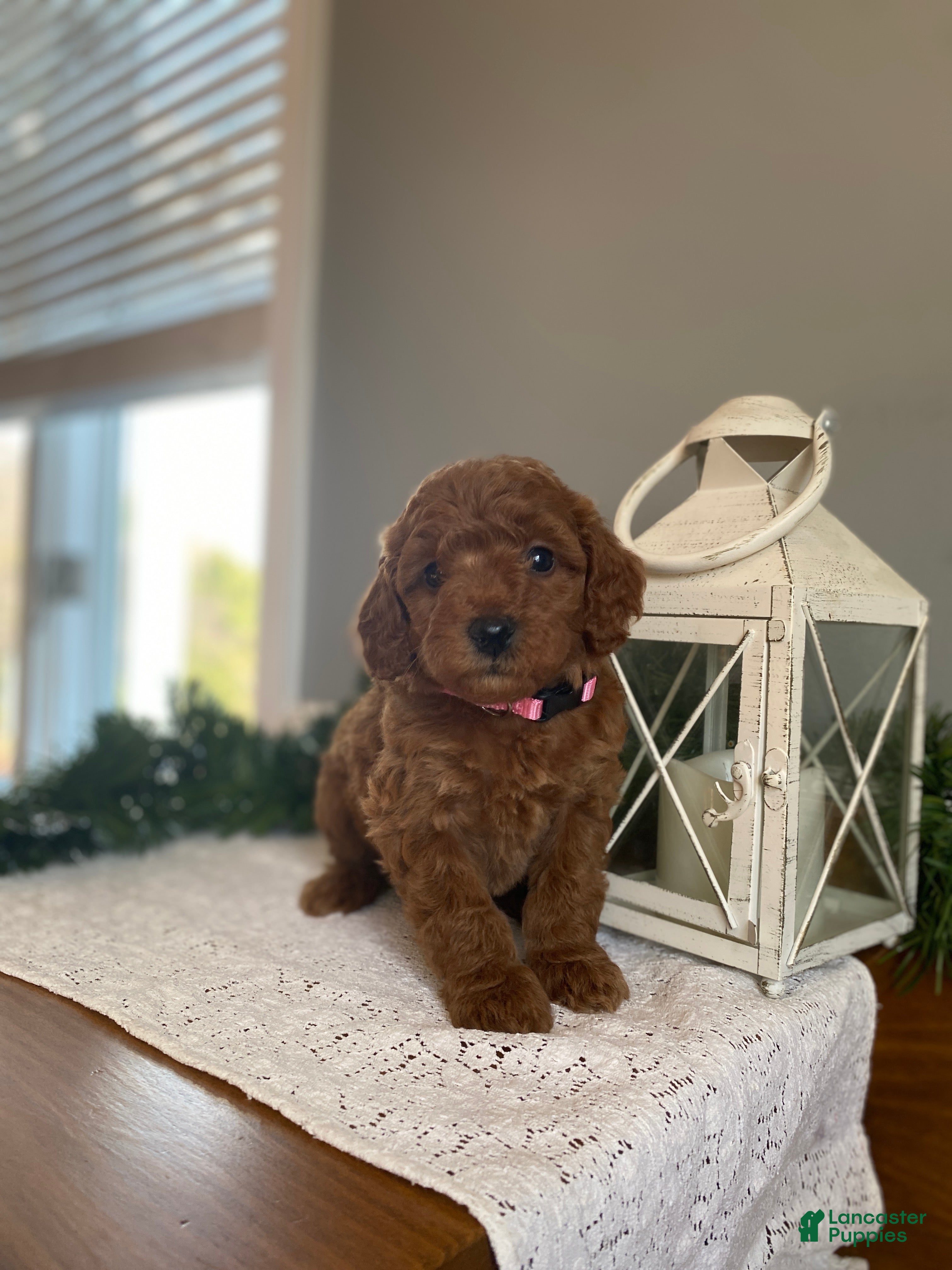 Mixed Breed dogs Angel  - Ad 29