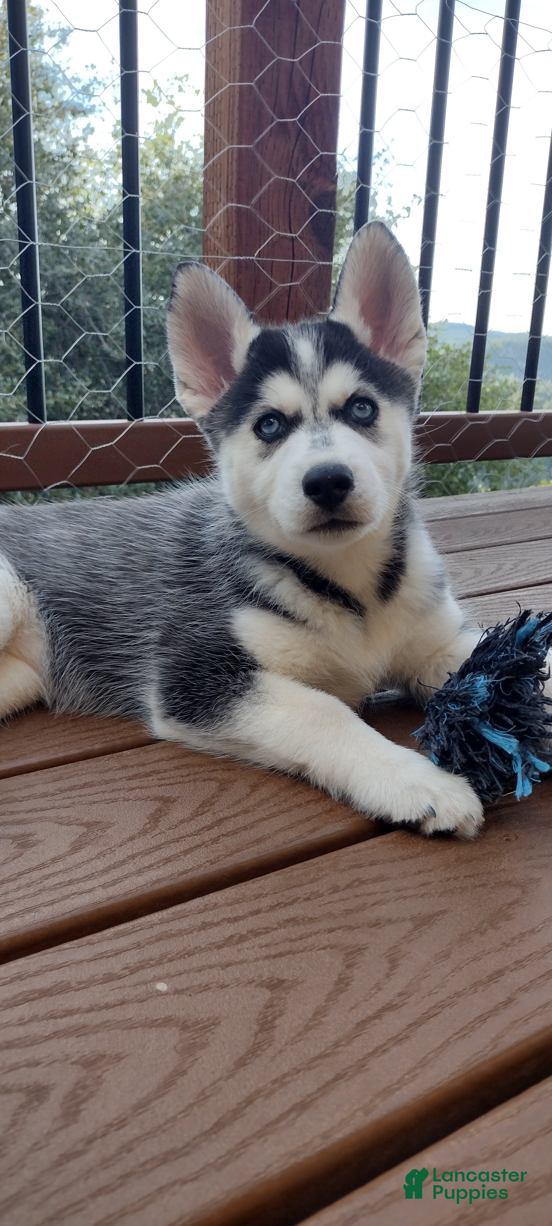 Gerberian Shepsky dogs Wolf - Ad 2
