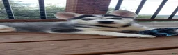Gerberian Shepsky dogs for sale: Wolf - Ad 2