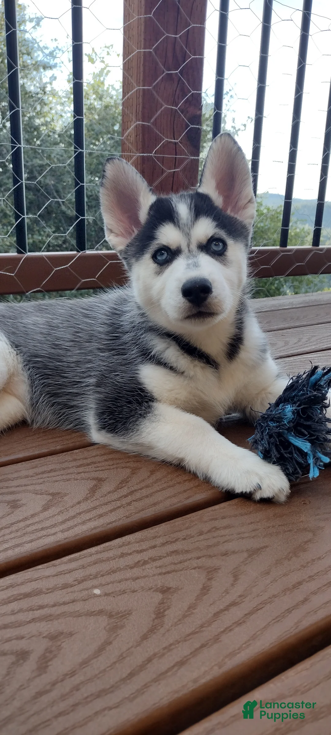 Gerberian Shepsky dogs for sale: Wolf - Ad 2