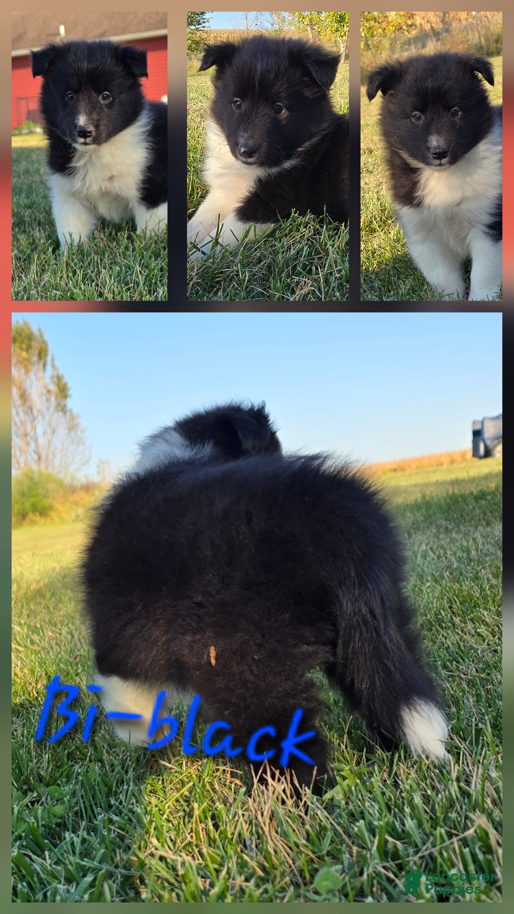 Shetland Sheepdog dogs for sale: Cooper - Ad 36