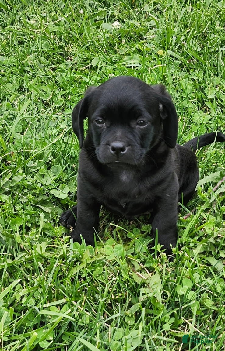 Mixed Breed dogs Katrina - Ad 1