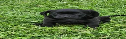 Mixed Breed dogs for sale: Katrina - Ad 1