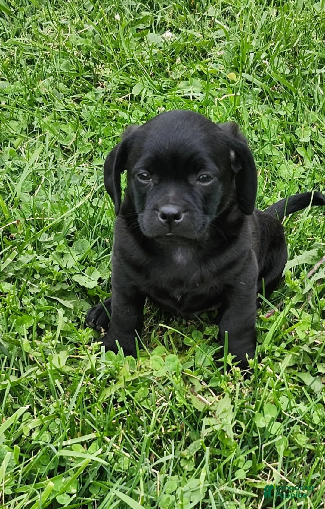 Mixed Breed dogs for sale: Katrina - Ad 1