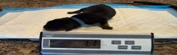 Rottweiler dogs for sale: Bang - Ad 1