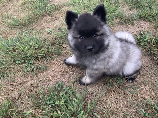 Keeshond dogs - Ad 10
