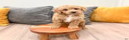 Mini Goldendoodle dogs for sale: Jasmine - Ad 9