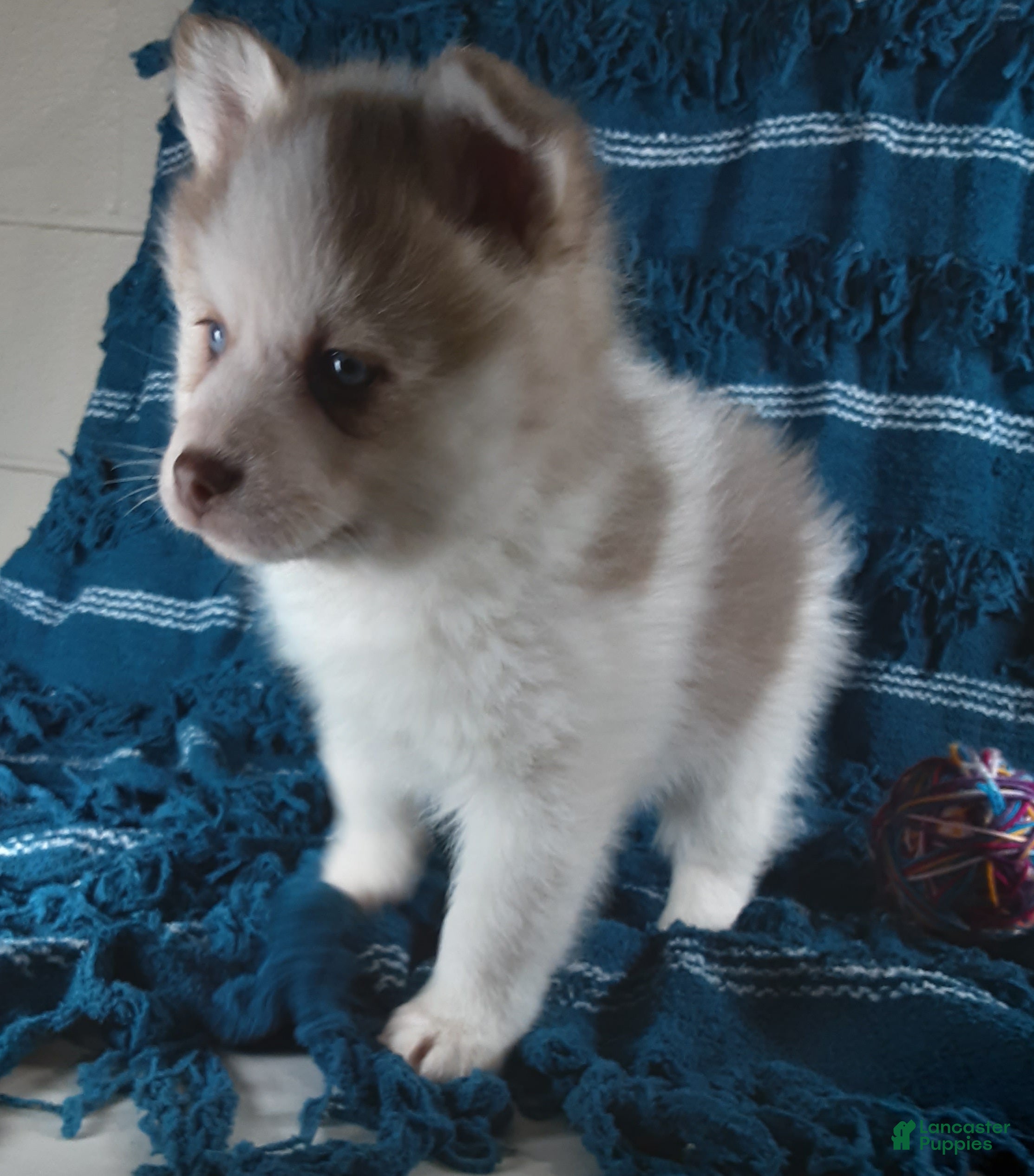 Pomsky dogs  Puppy 4 Teddy  - Ad 1