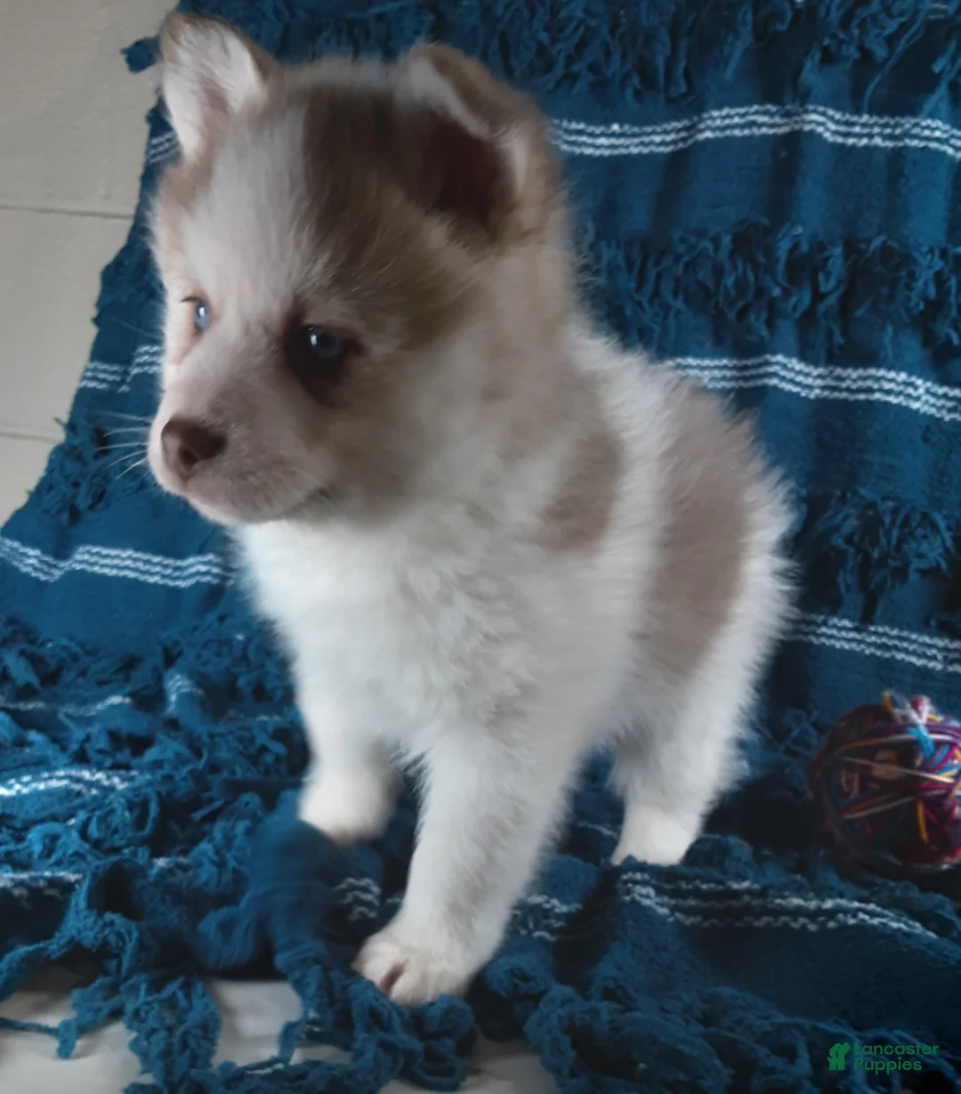 Pomsky dogs for sale:  Puppy 4 Teddy  - Ad 1