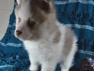 Pomsky dogs for sale: Puppy 4 Teddy - Ad 1