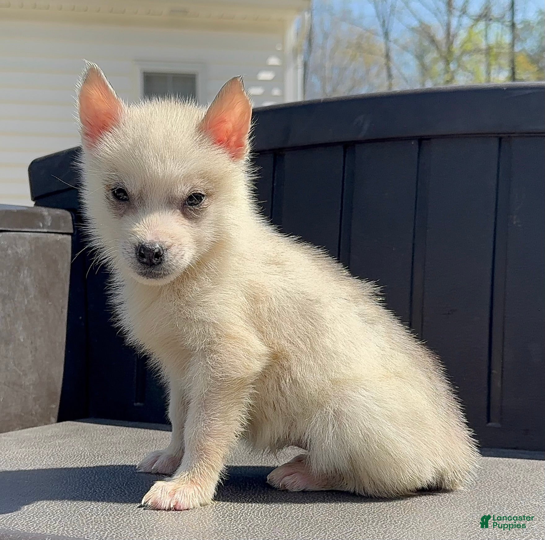 Siberian Husky dogs Fiona - Ad 1