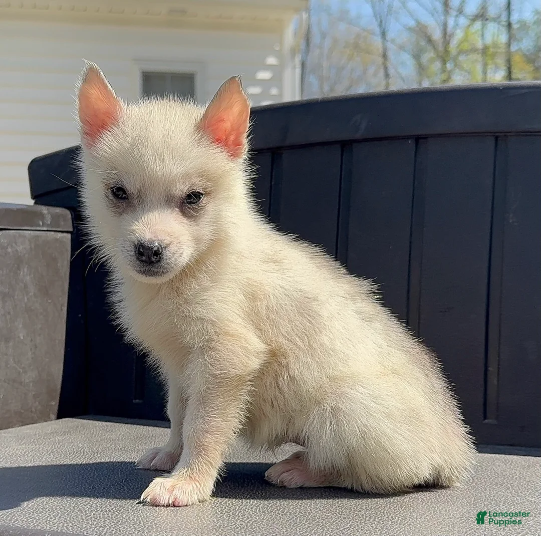 Siberian Husky dogs for sale: Fiona - Ad 1