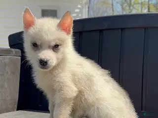 Siberian Husky dogs Fiona - Ad 3