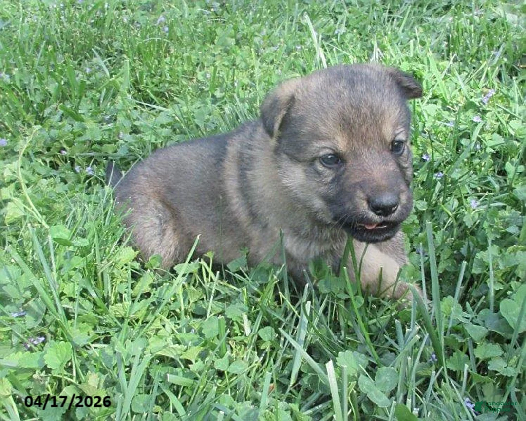 German Shepherd dogs for sale: Lucy - Ad 2