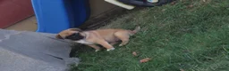 Jug dogs for sale: Sherena - Ad 5