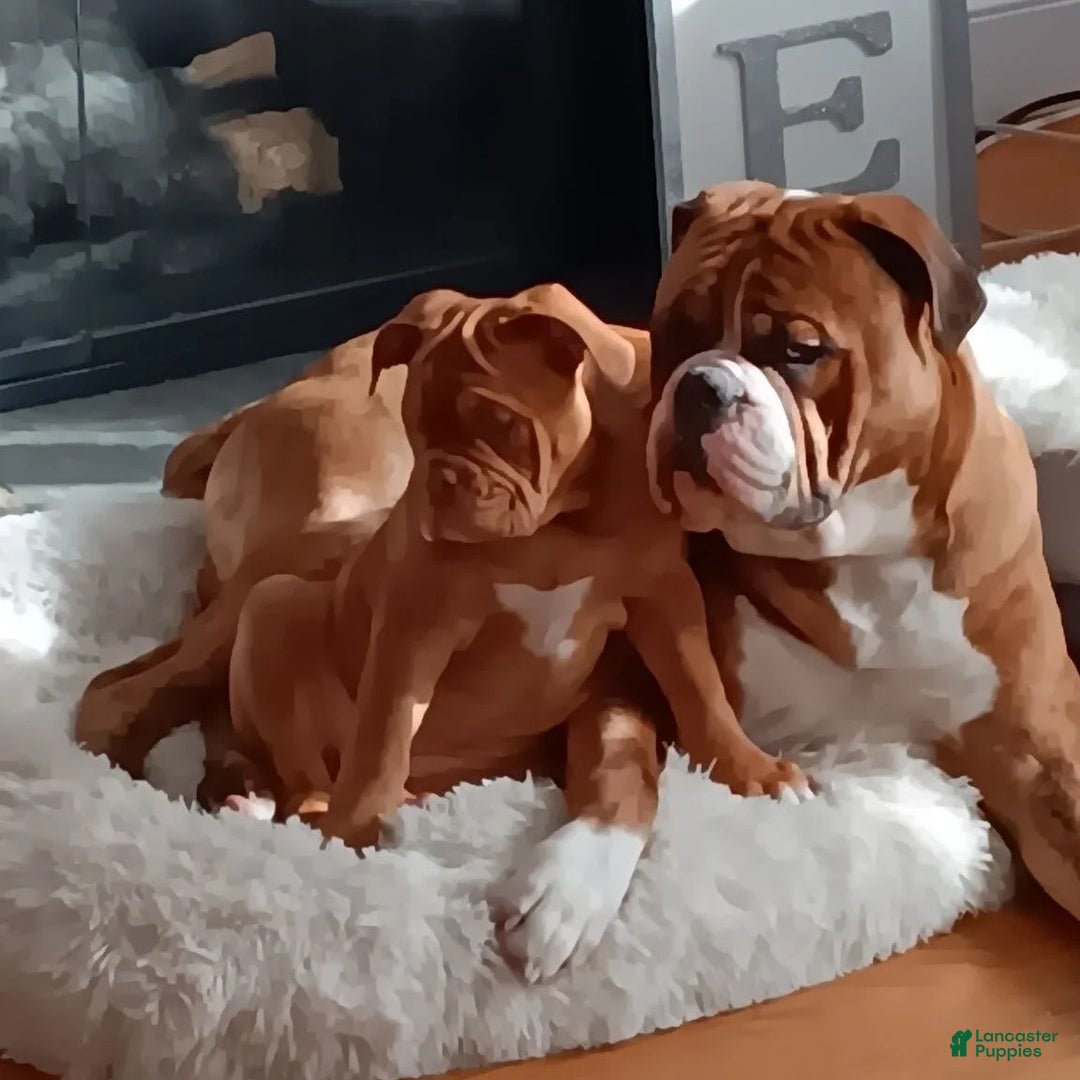 Olde English Bulldogge dogs for sale: Olde English Bulldogge Puppy 3 - Ad 9