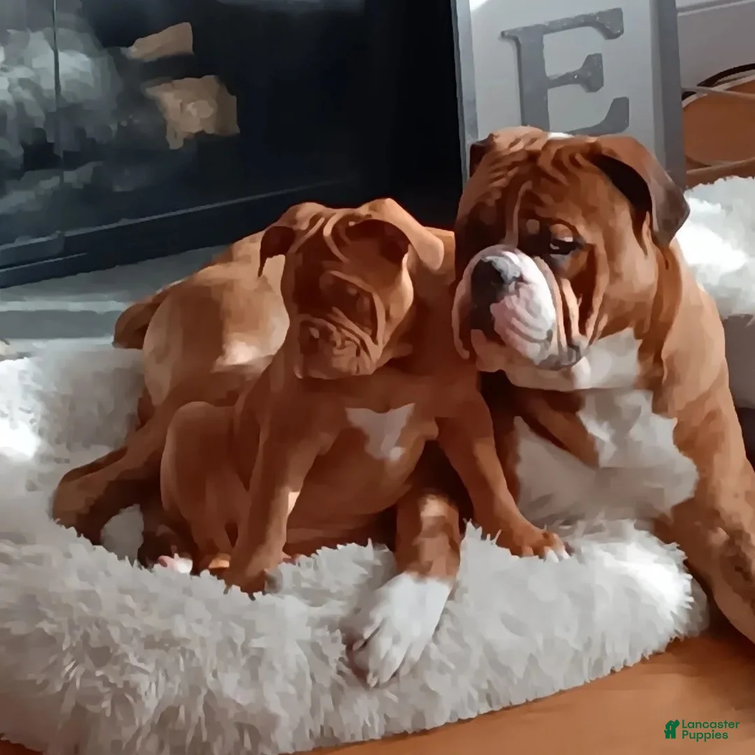 Olde English Bulldogge dogs for sale: Olde English Bulldogge Puppy 6 - Ad 13