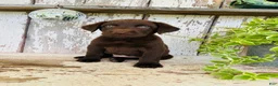 Labrador Retriever dogs for sale: Sawyer  - Ad 5