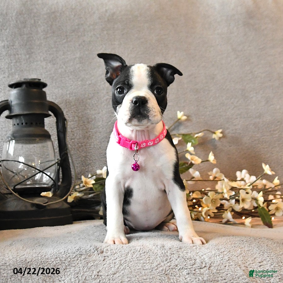 Boston Terrier dogs Raisin - Ad 2