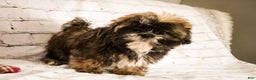 Shih Tzu dogs for sale: Shep - Ad 6