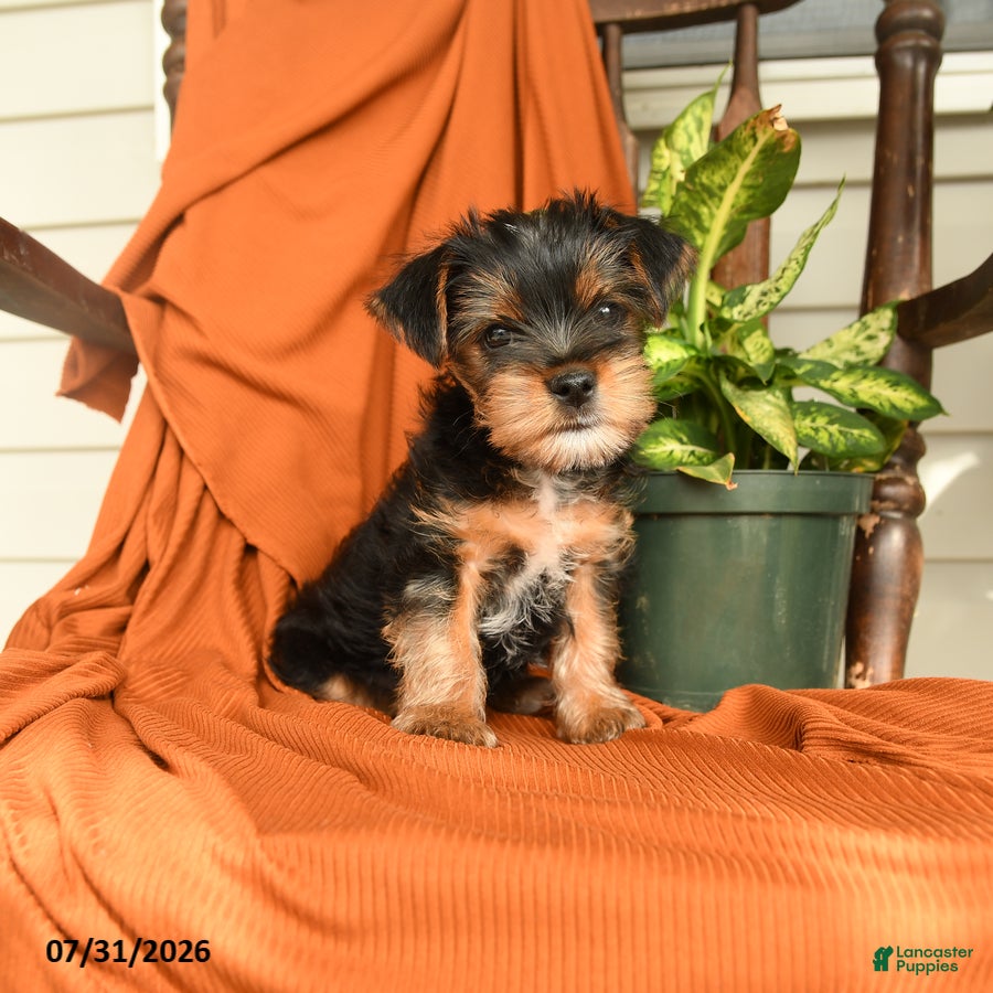 Yorkshire Terrier dogs Milo - Ad 1