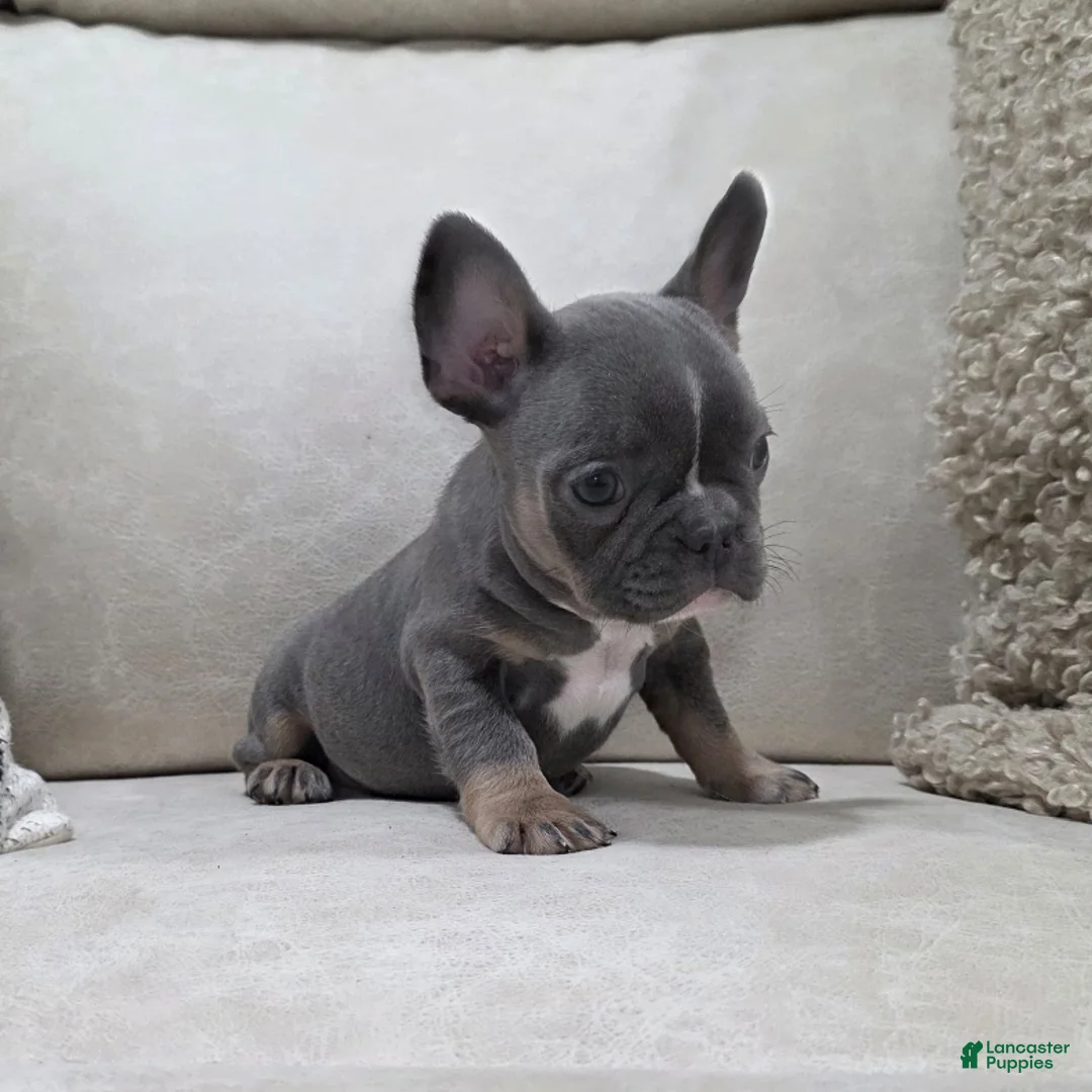 French Bulldog dogs for sale: Fiona - Ad 4