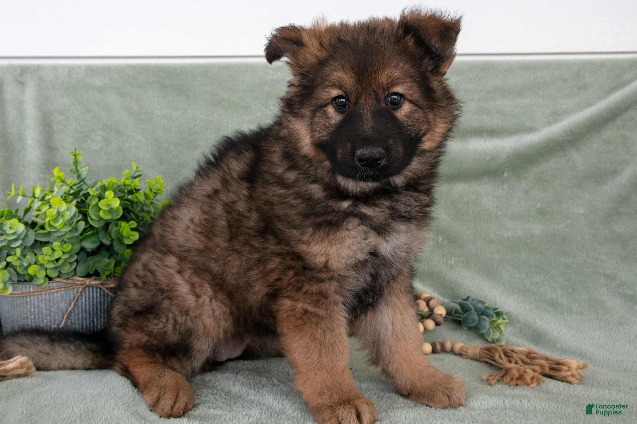 German Shepherd dogs Faye - Ad 1