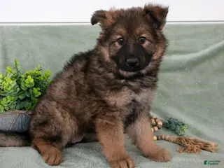 German Shepherd dogs for sale: Faye - Ad 1