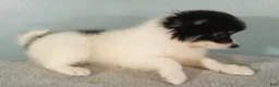 Pomeranian dogs for sale: Jasper - Ad 3