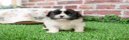 Shih Tzu dogs for sale: Aztec - Ad 4