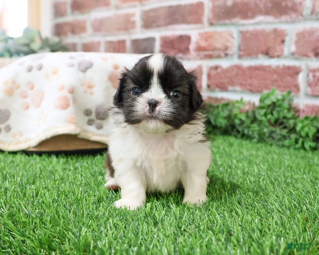 Shih Tzu dogs for sale: Aztec - Ad 4