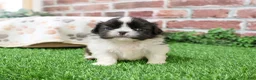 Shih Tzu dogs for sale: Aztec - Ad 11