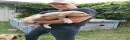 Great Dane dogs for sale: Great Dane 2 - Ad 3