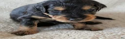 Mixed Breed dogs for sale: Winnie  - Ad 16