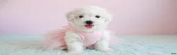 Maltipoo dogs for sale: Angel - Ad 1