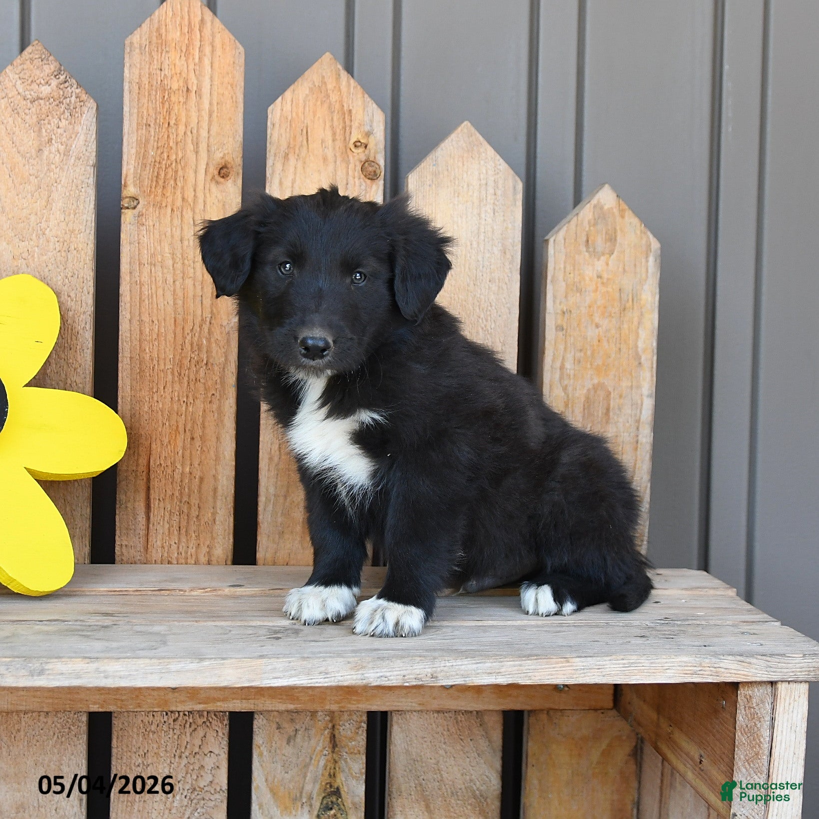 Mixed Breed dogs Glenn - Ad 2