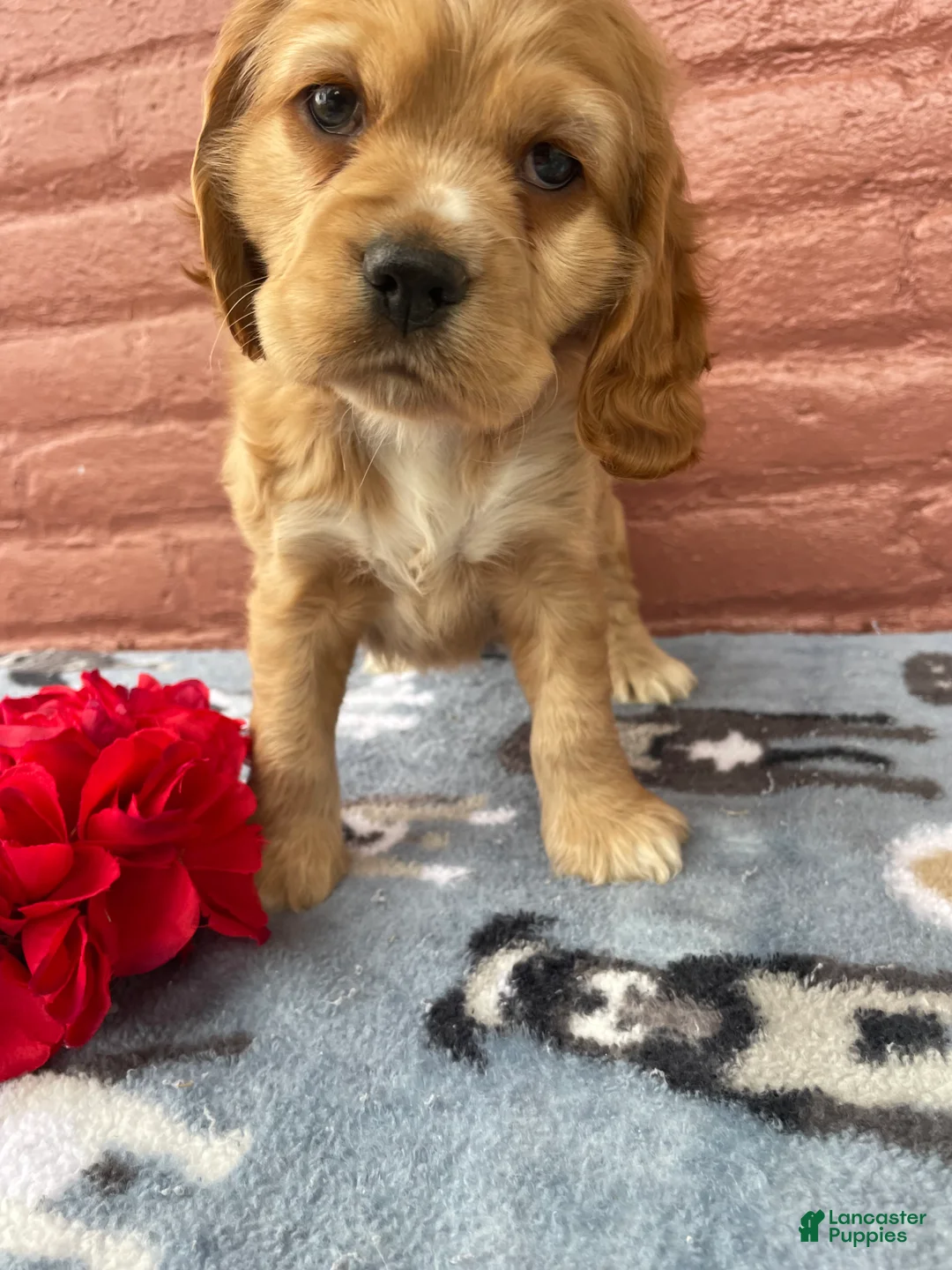 Cocker Spaniel dogs for sale: Muggles - Ad 2