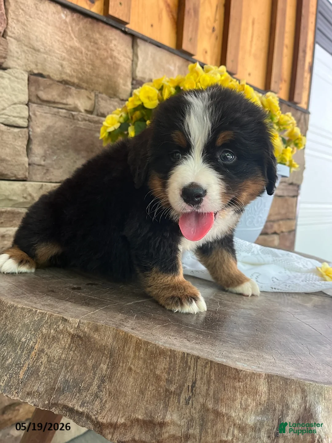 Bernese Mountain Dog dogs for sale: Chase - Ad 1