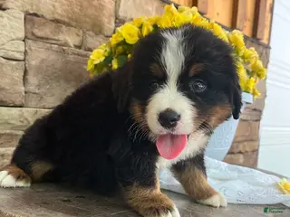 Bernese Mountain Dog dogs for sale: Chase - Ad 2