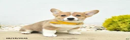 Welsh Corgi Pembroke dogs for sale: Bonnie  - Ad 4