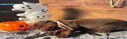 Doberman Pinscher dogs for sale: Candy Corn: European Bloodlines  - Ad 2