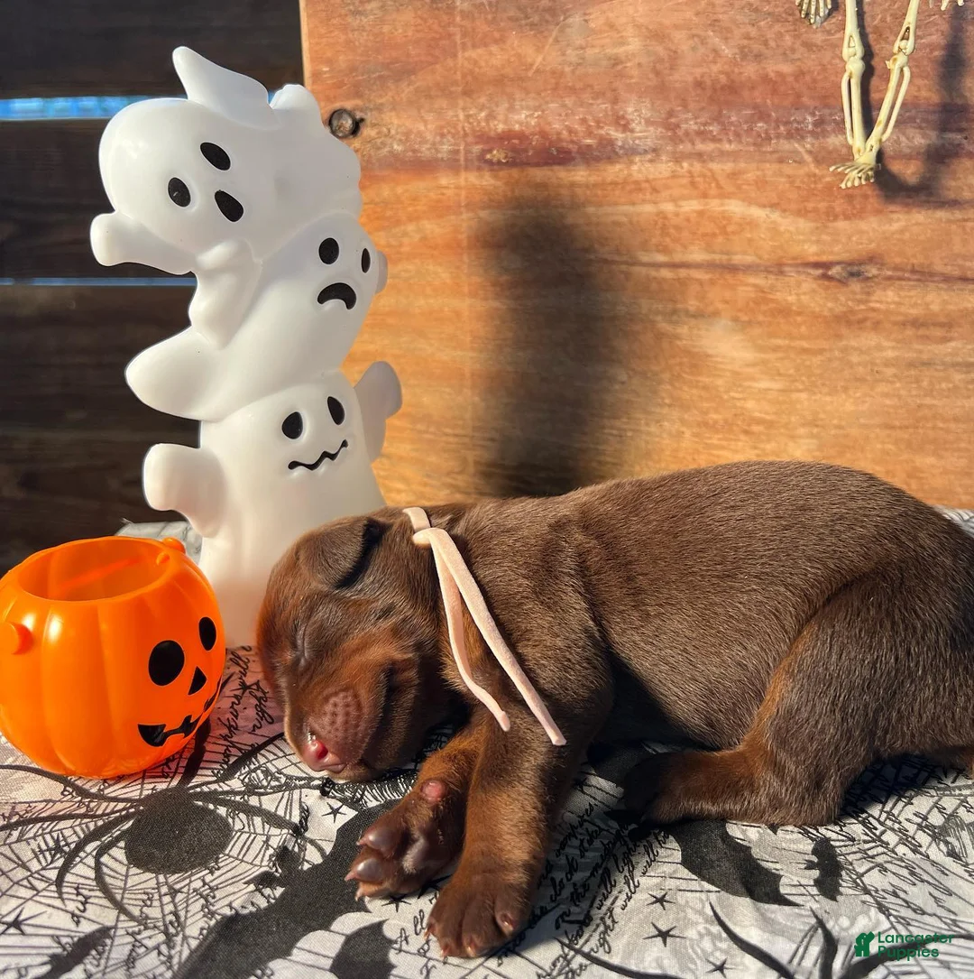 Doberman Pinscher dogs for sale: Candy Corn: European Bloodlines  - Ad 2