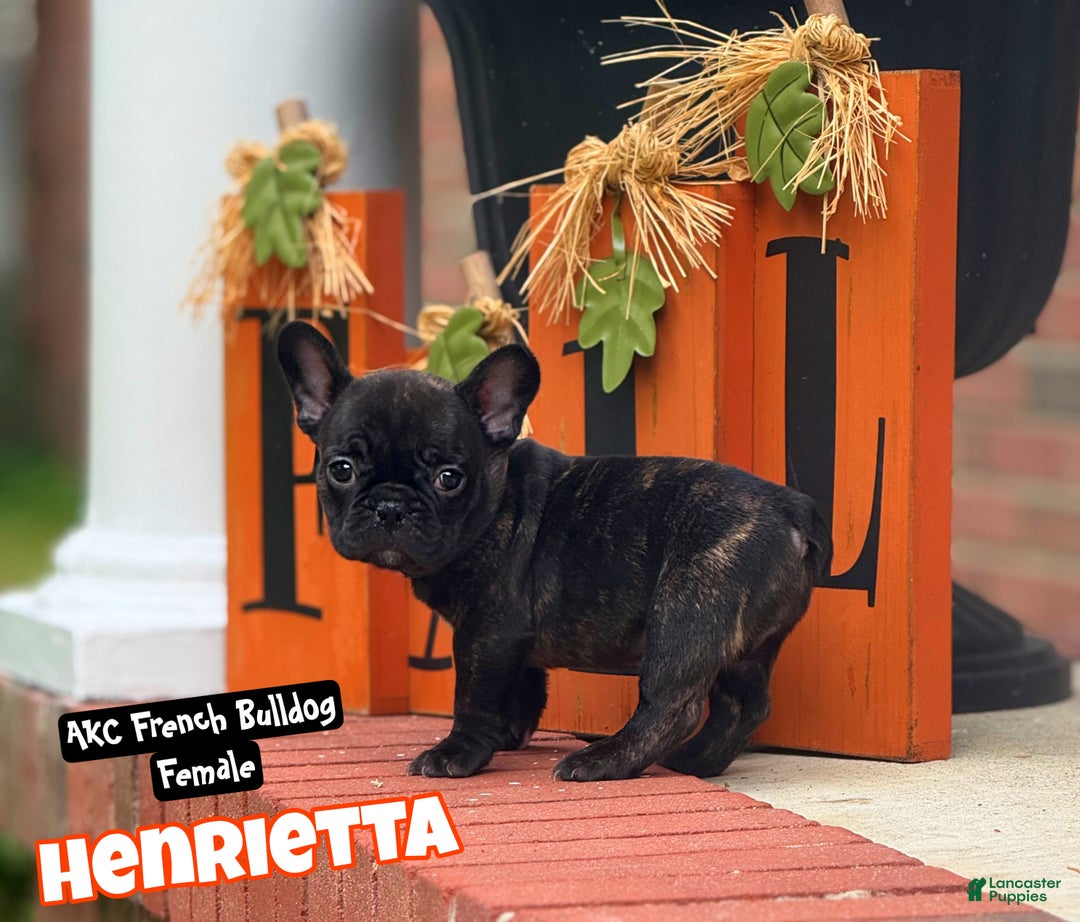 French Bulldog dogs for sale: French Bulldog Puppy 2 - Ad 1