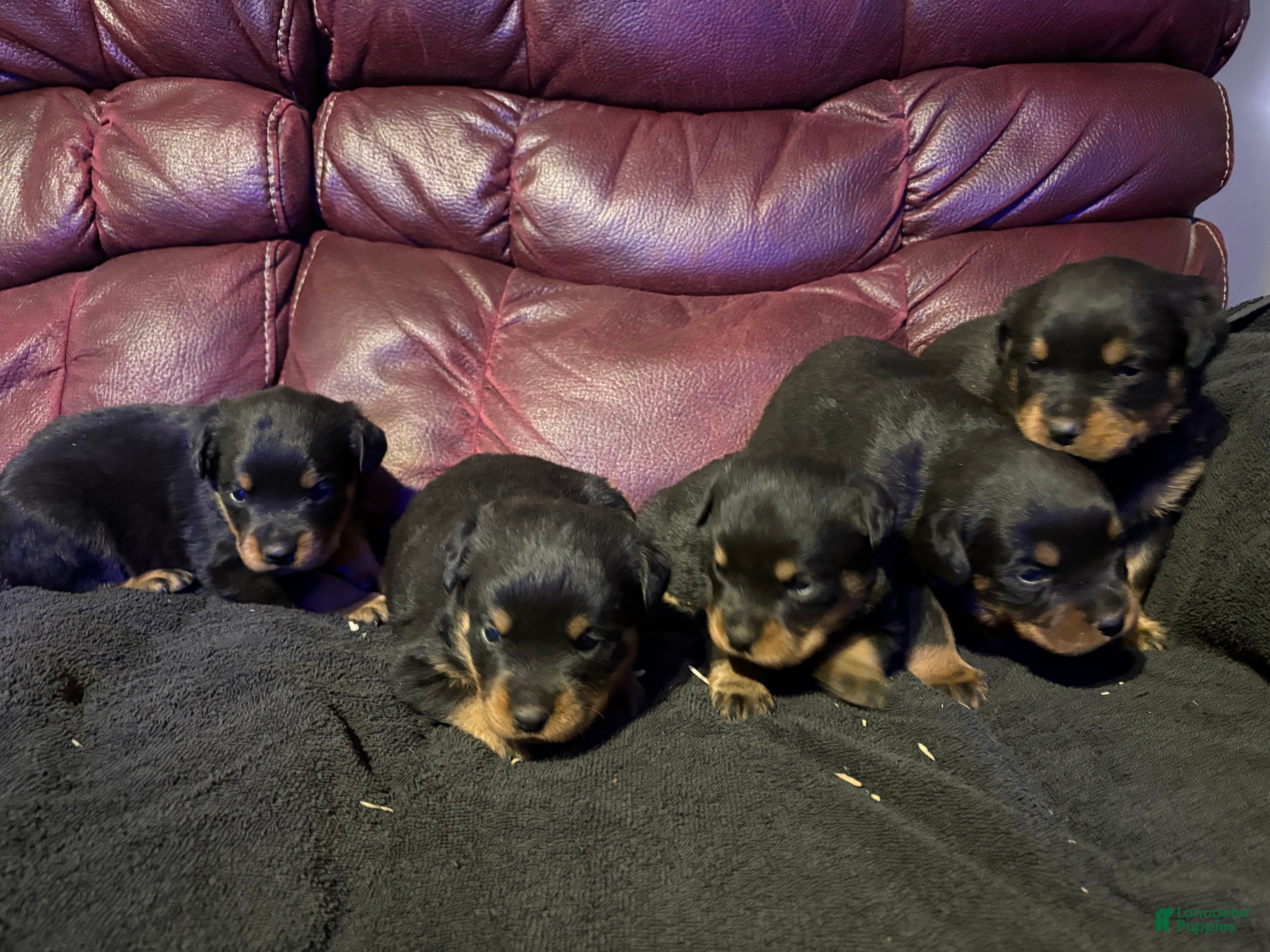 Rottweiler dogs Rottweiler Puppy 7 - Ad 4