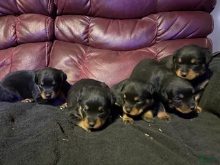 Rottweiler dogs Rottweiler Puppy 7 - Ad 4
