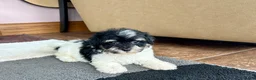 Havapoo dogs for sale: Havapoo girl 2 - Ad 2