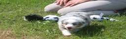 Toy Australian Shepherd dogs for sale: Toy Australian Shepherd 1 - Ad 3